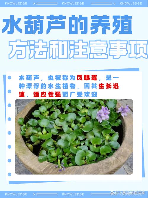 创造与魔法水葫芦哪里多创造与魔法水葫芦位置一览/创造与魔法葫芦属性